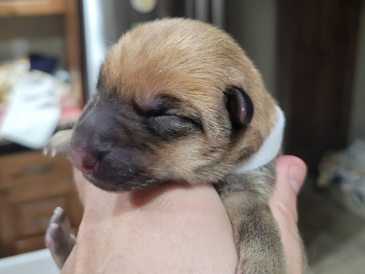 chinook puppy
